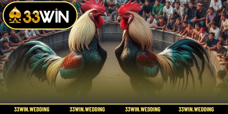 Các dòng đá gà đặc sắc chinh phục mọi người yêu chiến kê