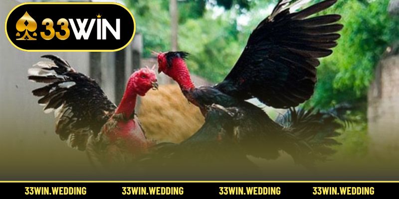 Mẹo cược cao tay giúp anh em nâng cao hiệu quả dự đoán