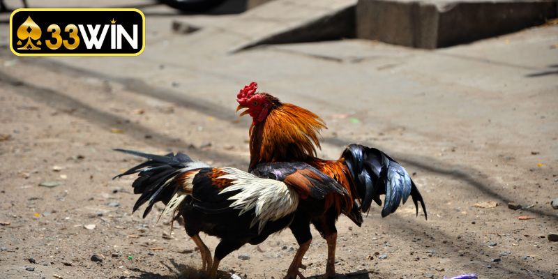 Đá Gà Philippines Trực Tiếp - Trải Nghiệm Cá Cược Đẳng Cấp